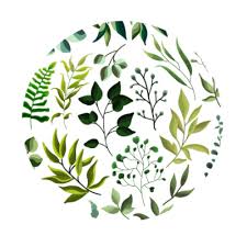 Image result for Nemum