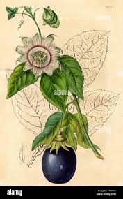 Image result for Passiflora edulis