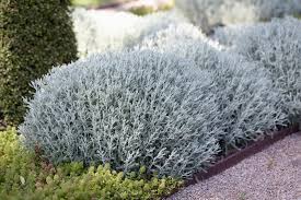 Image result for Santolina chamaecyparissus