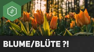 Последние твиты от blume (@blumeband_). Blume Oder Blute Was Ist Der Unterschied Gehe Auf Simpleclub De Go Werde Einserschuler Youtube