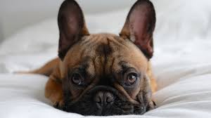 French bulldogs, the most popular import, were high among the wave of fatalities. 5 Things You Didn T Know About French Bulldogs Pet Health Insurance Tips