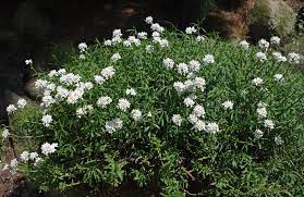 Candytuft creations ретвитнул(а) causeway speciality market coleraine. Iberis Wikipedia