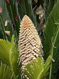 Cycas revoluta also known as sago palm, is a widely cultivated cycad which is often grown outdoors in warm temperate and subtropical regions. Cycas Revoluta Wikipedia