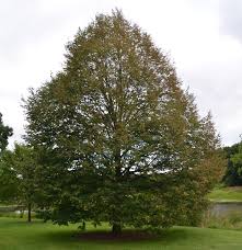 The little leaf linden is well suited to a moist but not soggy lawn. Ufei Selectree A Tree Selection Guide