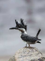 Bird With Feathers On Top Of Head Epingle Par Isabella Jones Sur Belas Aves Oiseaux Droles Beaux Oiseaux Oiseaux Exotiques
