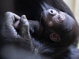 Maybe you would like to learn more about one of these? Seattle S New Baby Gorilla Must See Photos Of Precious Bond Seattle Wa Patch