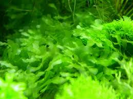 Image result for Lomariopsis