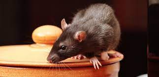 I'll look into how that other. Pest Control In The Hospitality Industry According To The Hygiene Doctor