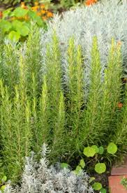 Image result for Rosmarinus officinalis