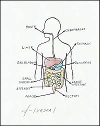 Anatomy And Physiology Of The Digestive System