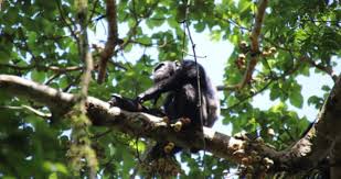 Image result for Musanga leo-errerae