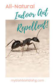 be safe with this all natural indoor ant repellent get rid of ants rid of ants ant repellent