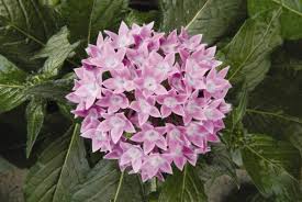 Image result for Pentas schimperi