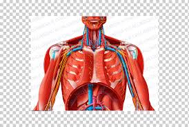 Below are two human body muscle diagrams, showing the front and back of the body. Human Body Human Anatomy Thorax Muscle Neck Muscle Anatomy Abdomen Human Body Png Klipartz