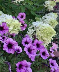 Hydrangeas And Petunias Little Lime Hydrangea Petunias Garden Inspiration