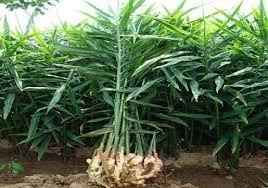 Agricultural business plan guidelines agriculture, forestry & fisheries department: Download Ginger Farming Business Plan In Nigeria Pdf Liveandwingit