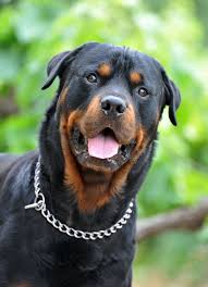 Rottweiler Daha Fazlasi Icin Https Enpati Net Rottweiler Rottweiler Kopek