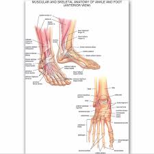 muscular skeletal ankle poster silk cloth chart human body anatomy educational home decor