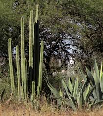 Image result for Lophocereus marginatus