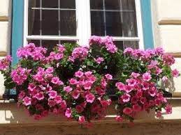 Growing The Humble Petunia With Video Petunias Backyard Flowers Garden Growing Hydrangeas