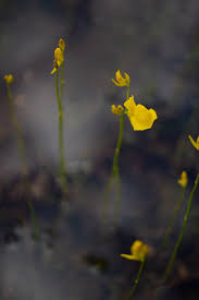 Image result for Utricularia formula