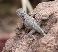 Sceloporus clarkii clarkii — sonoran spiny lizard. Desert Spiny Lizard Photo Photograph Picture