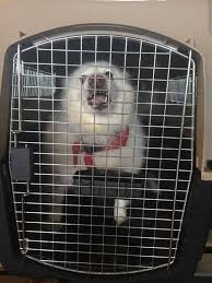 If you are moving a long distance and do not want to have to worry about your bird, you may want to hire someone to transport it for you. Pet From Florida To Sweden Pet Relocation Pets Your Pet