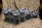 Russian Blue Kittens For Sale