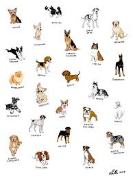 Check out our product range and buy top ascaso spare parts right now! Dog Breeds Framed Art Print By Doggie Drawings By Lili Chin Vector Black Medium Gallery 20x26 Nicest Dog Breeds Dog Breed Art Dog Breeds