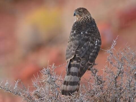 Cooper's Hawk Identification, All About Birds, Cornell Lab of Ornithology
