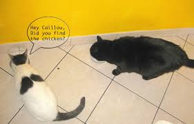 Pin On Nourriture Pour Chiens Et Chats Cat And Dog Food