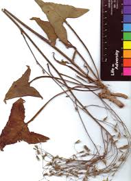 Image result for Lactuca ugandensis