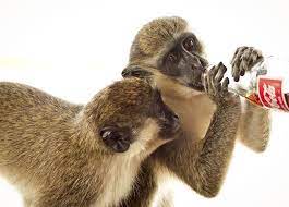 Green Monkeys Red Coke Cute Animals Animals Friends Monkey