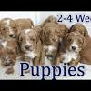 Below are discussed 20 facts about when do puppies start walking in order to enjoy the world around him. 1