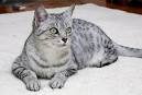 Available Egyptian Mau Kittens For Sale & Cats For Adoption