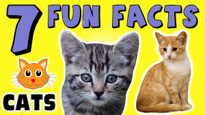 As a matter of fact, cats can jump up to 5 times their own height in just one leap. 7 Fun Facts About Cats Kitten Facts For Kids Felines Learning Colors Funny Sock Puppet Youtube