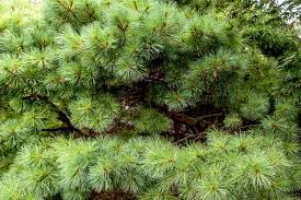 On average, pine trees generally grow from less than one foot to over two feet per year. Growing And Caring For Eastern White Pine Trees