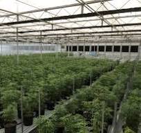 Ebb & Flow Benches - FAQ | Atlas Greenhouse