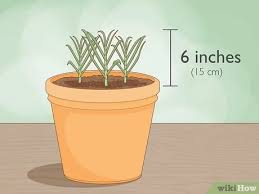 Check spelling or type a new query. How To Grow Garlic Indoors In A Pot With Pictures Wikihow