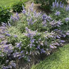 Image result for Vitex zeyheri