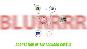 A cactus (plural cacti, cactuses, or less commonly, cactus) is a member of the plant family cactaceae, a family comprising about 127 genera with some 1750 known species of the order. Adaptations Of The Saguaro Cactus By Ashanti Holston