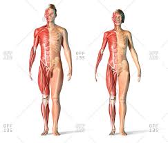 Posted on december 12, 2018december 12, 2018. Muscle Arm Anatomy Stock Photos Offset