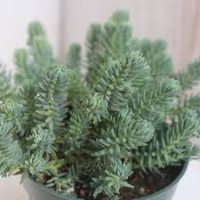 Image result for Sedum ruwenzoriense