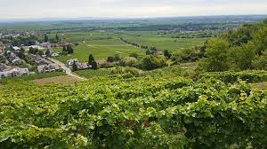 C'est au moins un hectare qui a ainsi été taillé, 80 % de. Quel Est Le Prix D Une Vigne Vins Du Monde