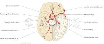 The brain can also be the site of tumours, both benign and malignant; Anatomical Diagrams Of The Brain