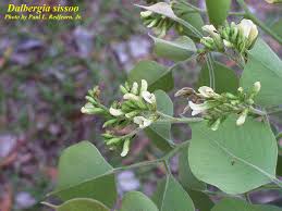 Image result for Dalbergia sissoo