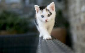Children at laptop listening to music with parental advisory label warning. Cool Cat Wallpaper Picture With High Resolution Wallpaper 2560x1600 Px 201 44 Kb Kitten Wallpaper Cute Cat Wallpaper Cat Wallpaper