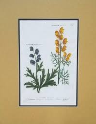 Image result for Gomphia