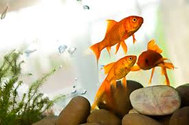 How To Treat Swim Bladder Disorder In Aquarium Fish