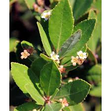 Image result for Gerrardinaceae